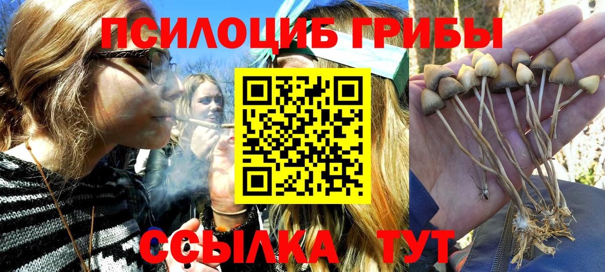 Псилоцибиновые грибы прущие грибы Минеральные Воды